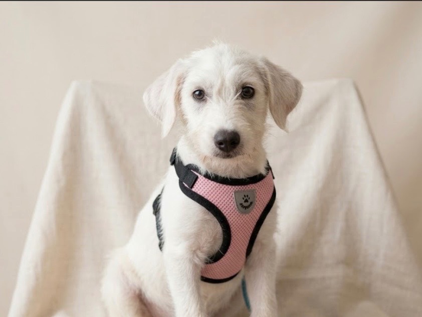 Adotta un cane, femmina, 4 mesi, Sud