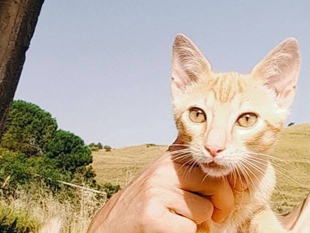 Adozione gatto, maschio, Razza sconosciuta Razza sconosciuta, 2 mesi, taglia non valida, Palermo