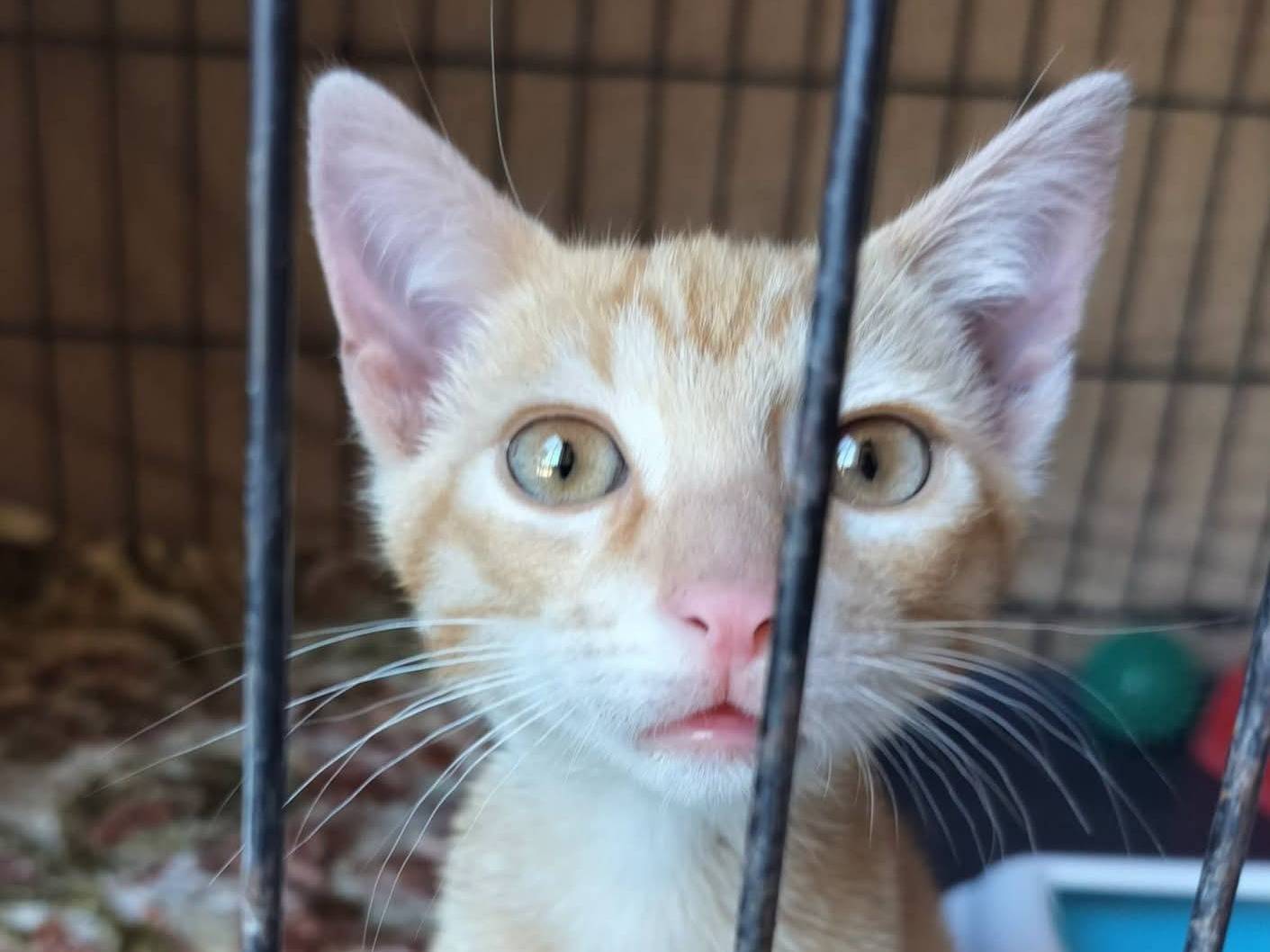 Adotta un gatto, maschio, 2 mesi, Palermo