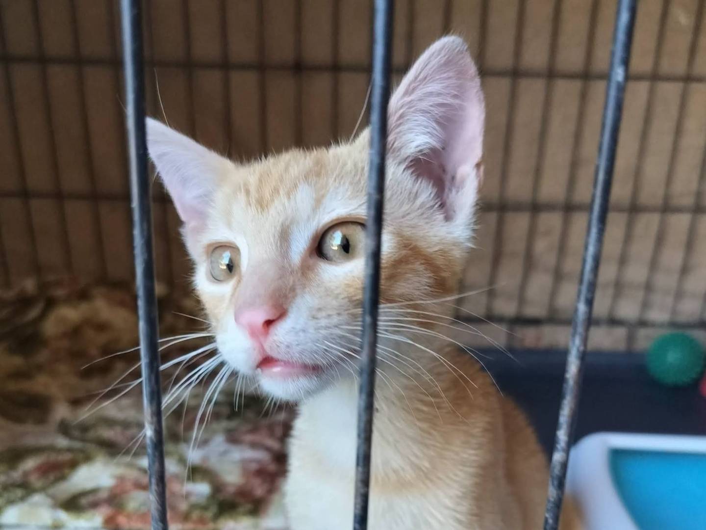 Adotta un gatto, taglia non valida, maschio, Palermo