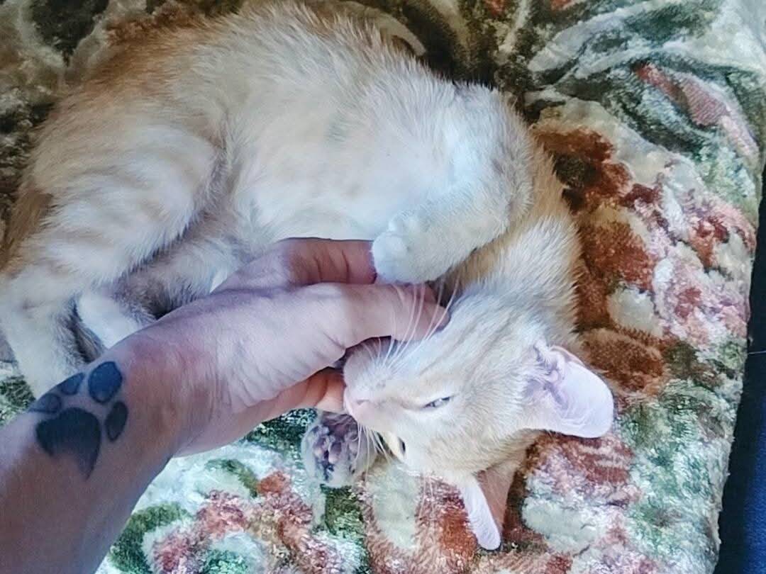 Vuoi adottare un gatto a Palermo?