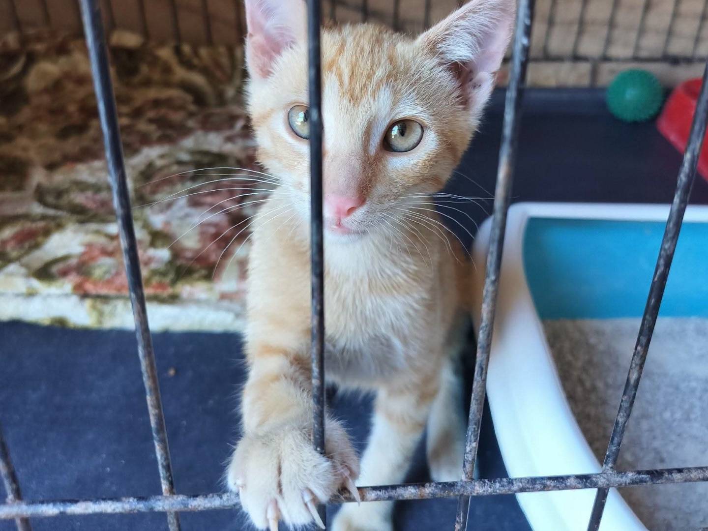 Adotta il gatto Rossino  a Palermo