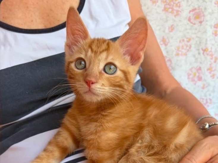 Adozione gatto, maschio, Razza sconosciuta Razza sconosciuta, 3 mesi, taglia non valida, Teramo