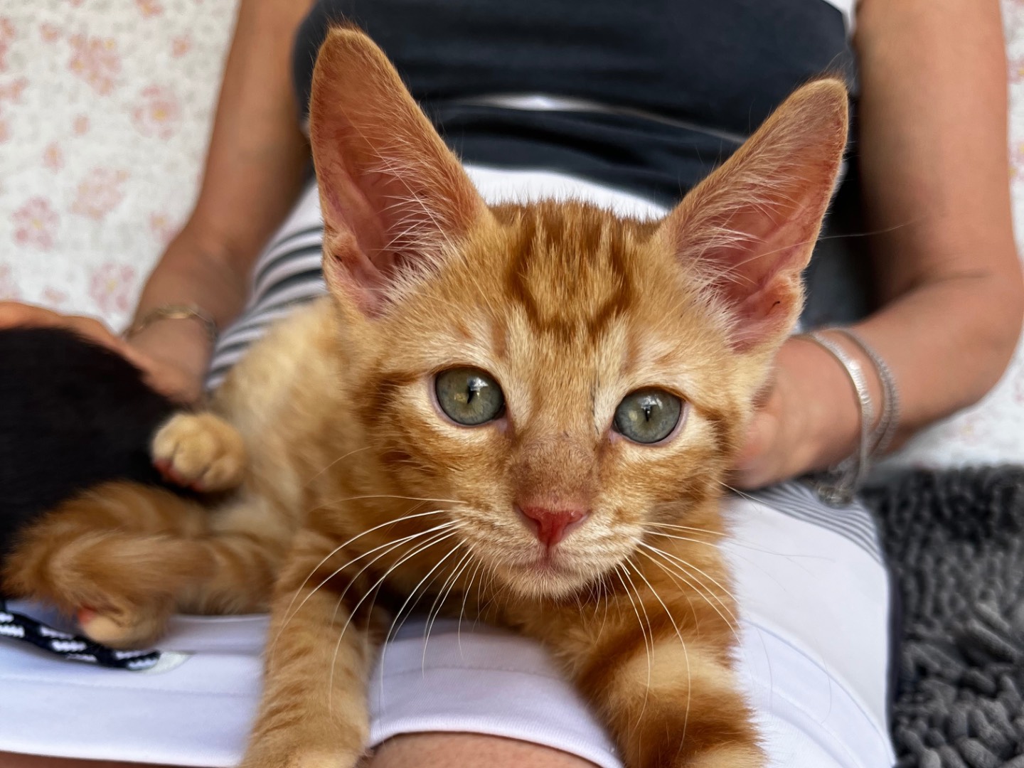 Adotta un gatto, maschio, 3 mesi, Teramo
