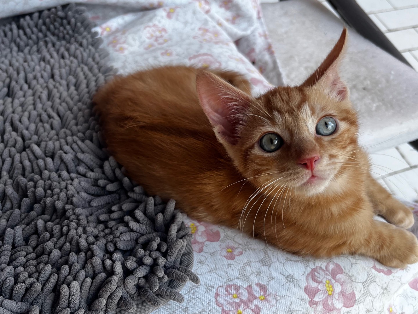 Adotta un gatto, taglia non valida, maschio, Teramo
