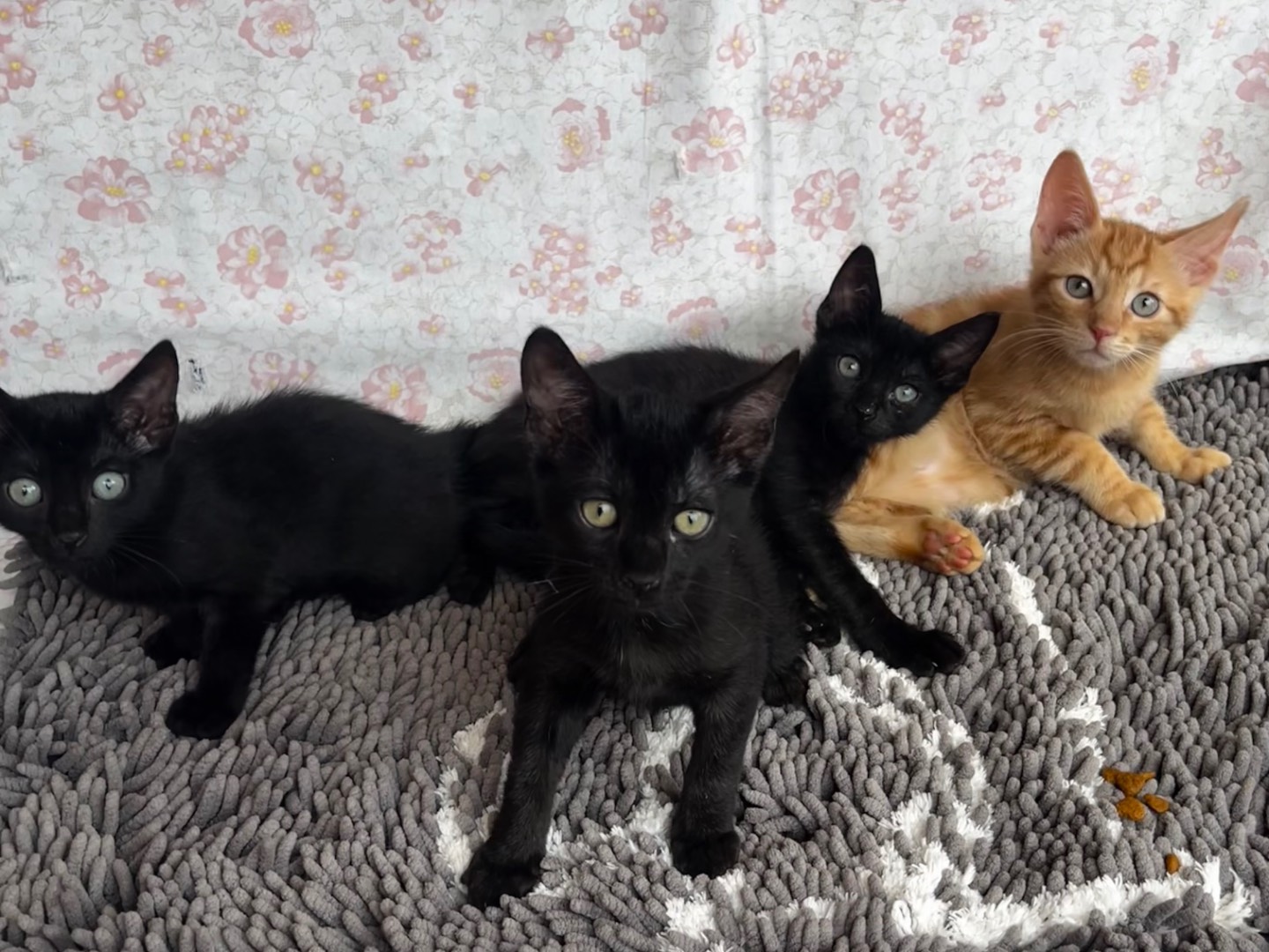 Vuoi adottare un gatto a Teramo?