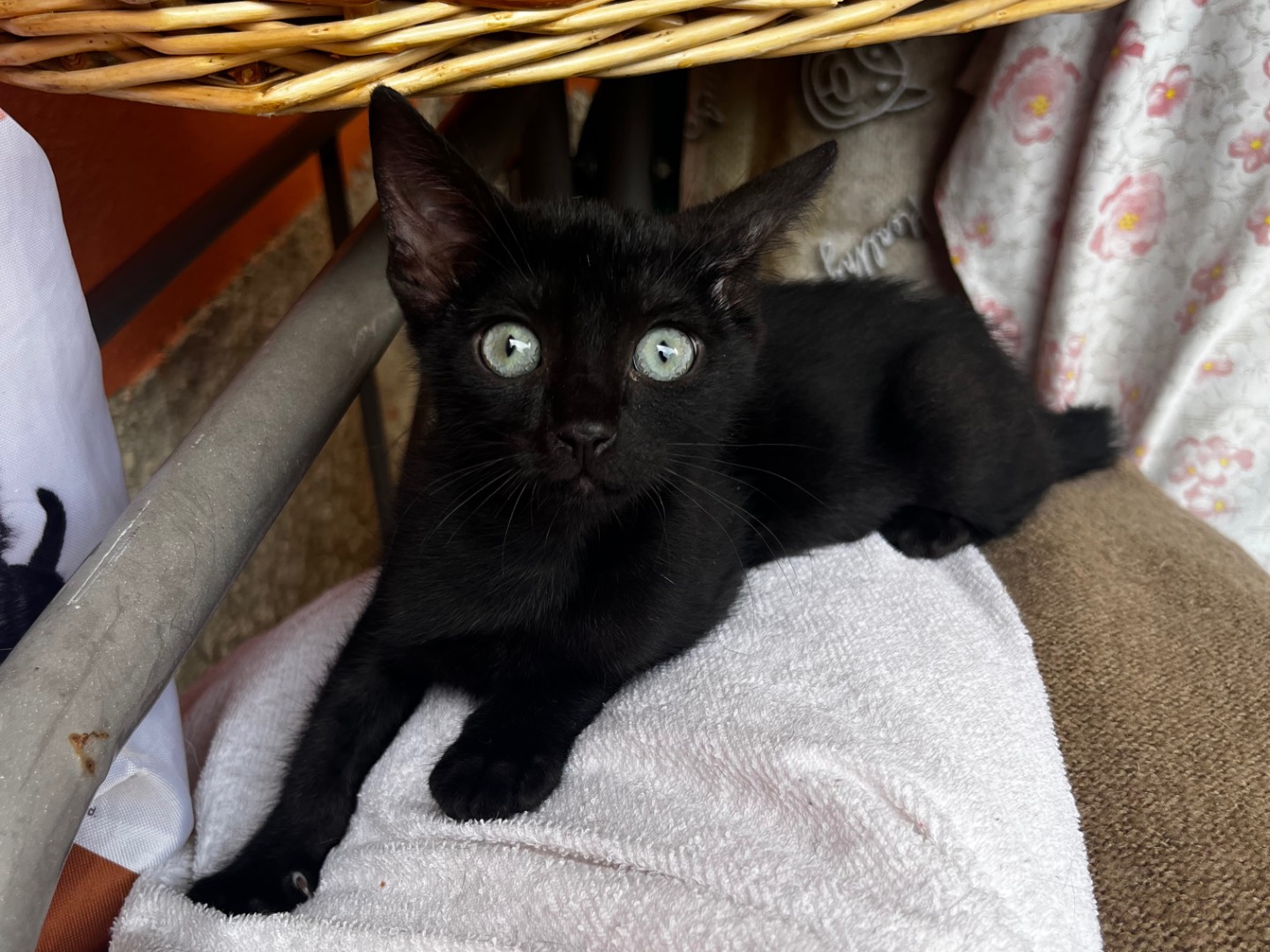 Adotta un gatto, femmina, 3 mesi, Teramo