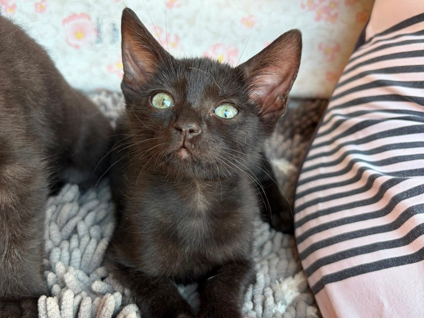 Adozione gatto, femmina, Razza sconosciuta Razza sconosciuta, 3 mesi, taglia non valida, Teramo