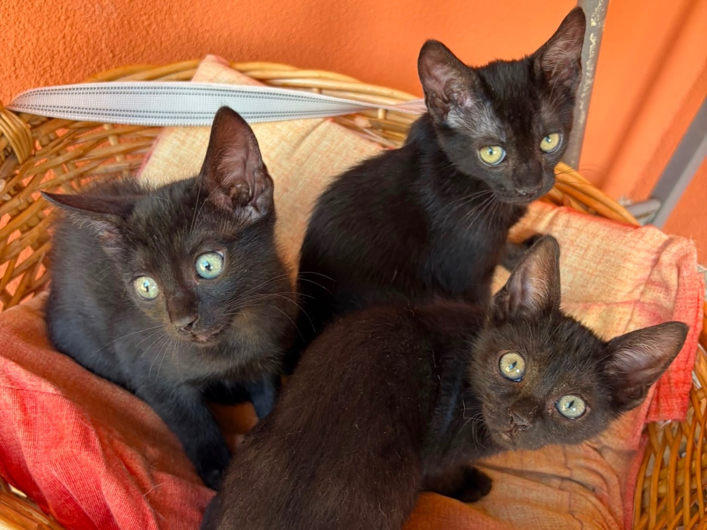 Adotta un gatto, taglia non valida, femmina, Teramo