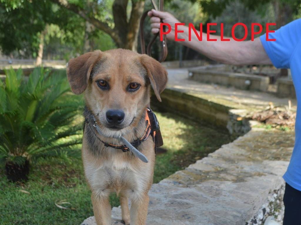 Adozione cane, femmina, Razza sconosciuta Razza sconosciuta, 1 anno e 1 mese, taglia media, Lecce