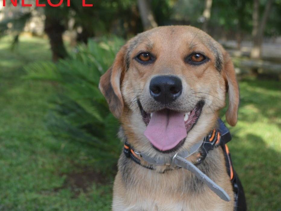 Adotta un cane, femmina, 1 anno e 1 mese, Lecce
