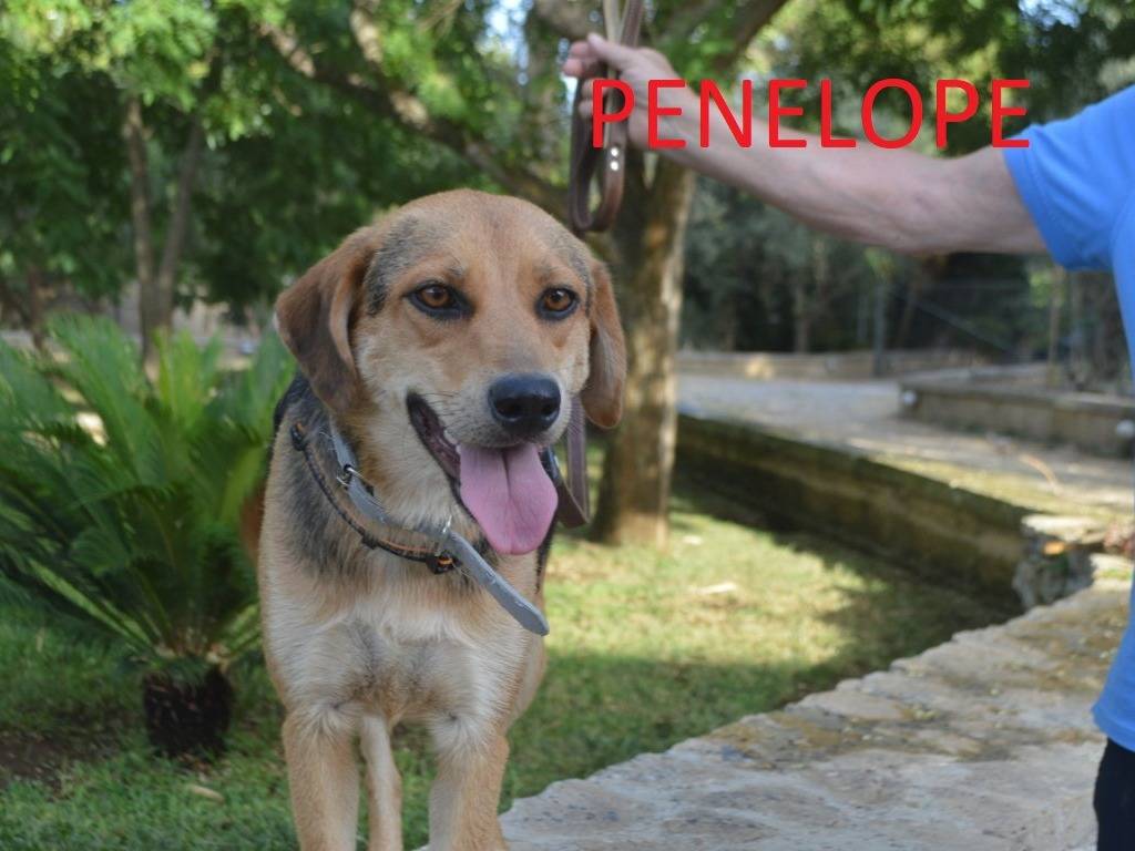 Adotta un cane, taglia media, femmina, Lecce