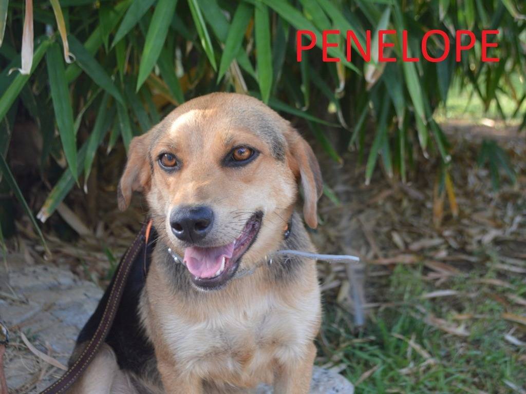 Vuoi adottare un cane a Lecce?