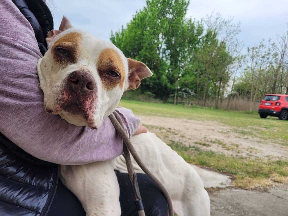 Adotta un cane, femmina, 9 anni, Pavia