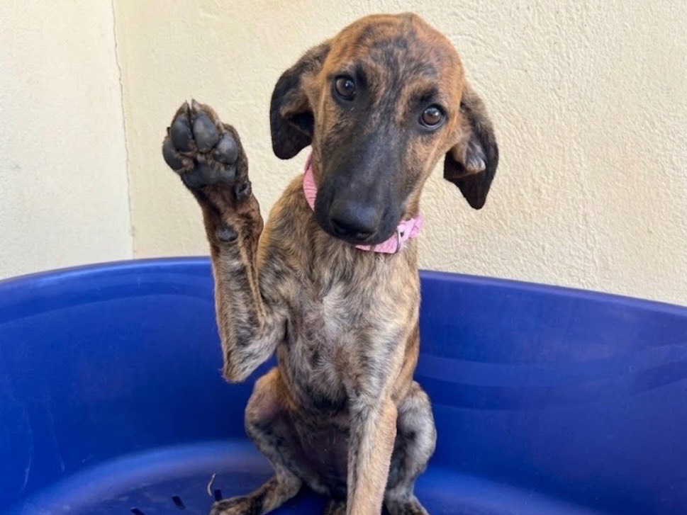 Adozione cane, femmina, Razza sconosciuta Razza sconosciuta, 5 mesi, taglia media contenuta, Sud