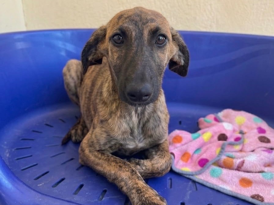 Adotta un cane, femmina, 5 mesi, Sud