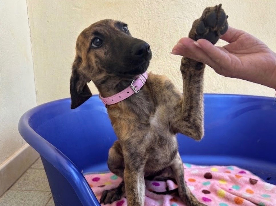 Adotta un cane, taglia media contenuta, femmina, Sud