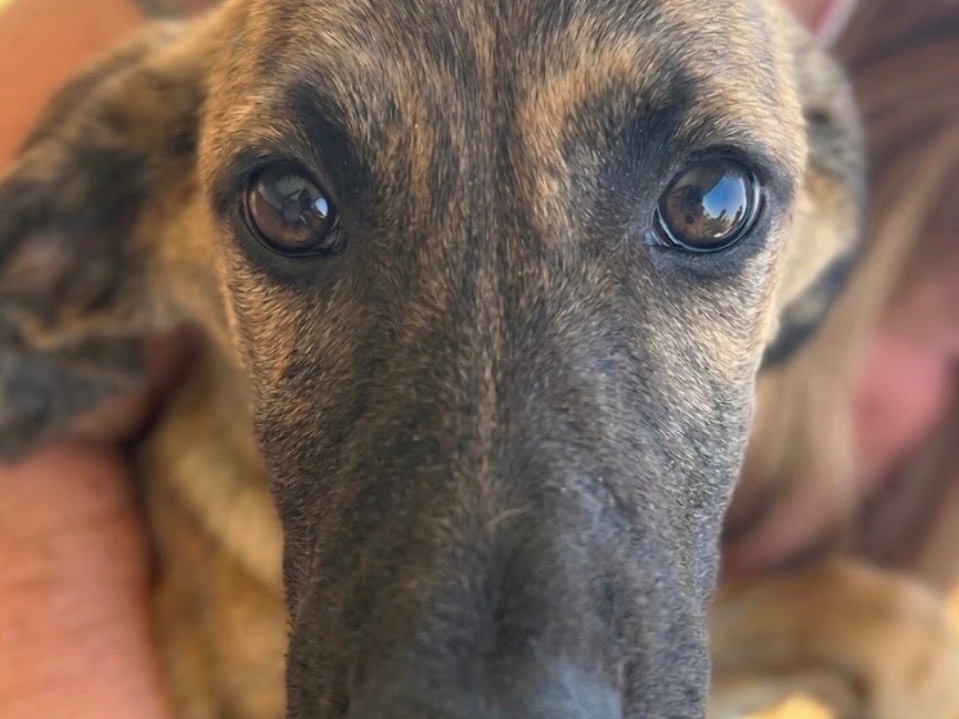 Vuoi adottare un cane a Sud?