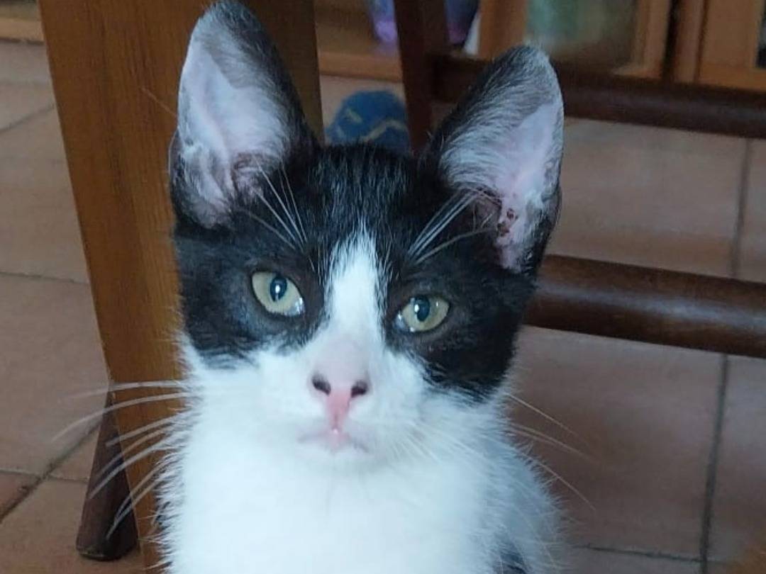 Adozione gatto, maschio, Razza sconosciuta Razza sconosciuta, 2 mesi, taglia non valida, Viterbo