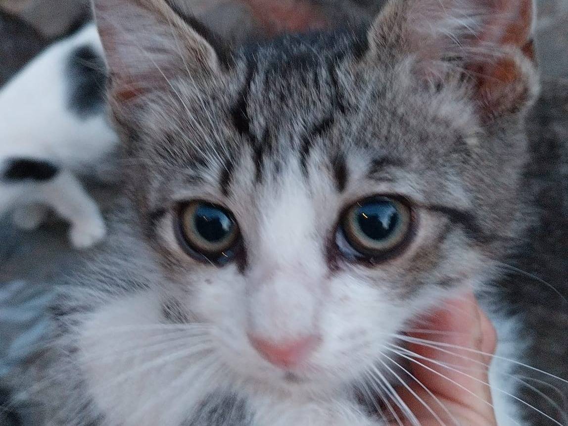 Adozione gatto, maschio, Razza sconosciuta Razza sconosciuta, 2 mesi, taglia non valida, Viterbo