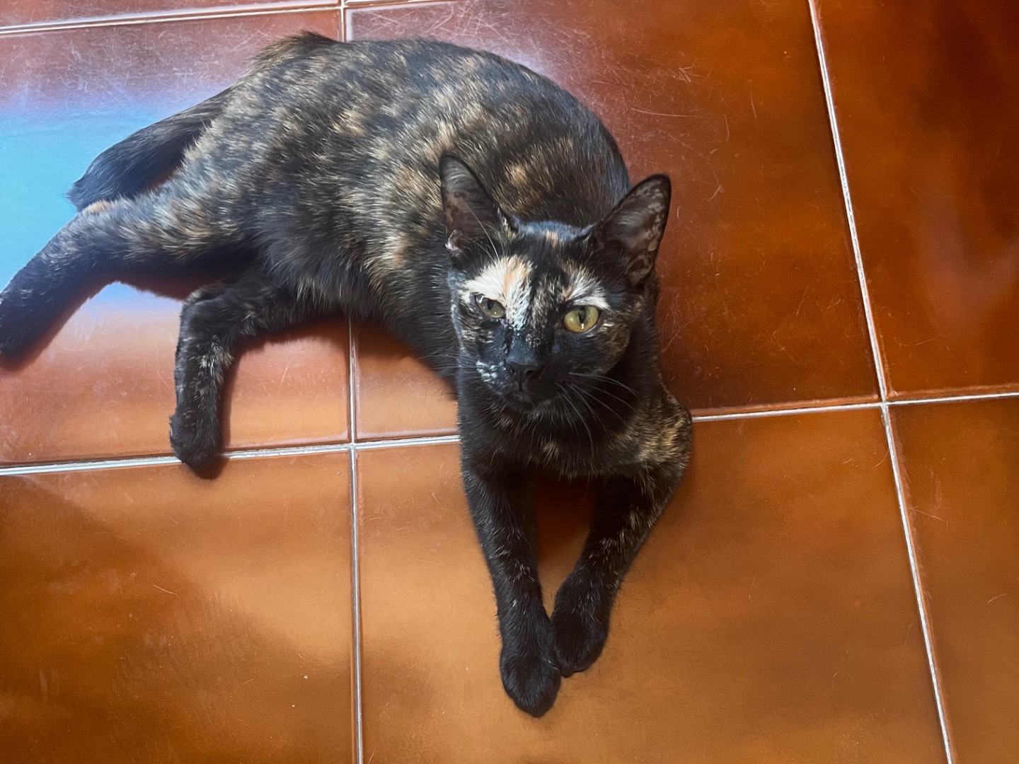 Adotta un gatto, femmina, 9 mesi, Teramo