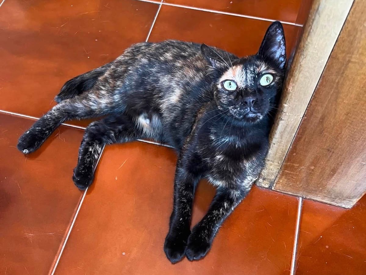 Adozione gatto, femmina, Razza sconosciuta Razza sconosciuta, 9 mesi, taglia non valida, Teramo