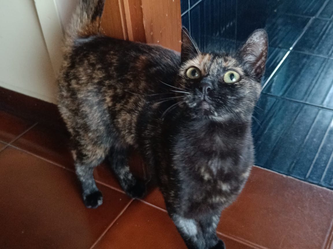 Adotta un gatto, taglia non valida, femmina, Teramo
