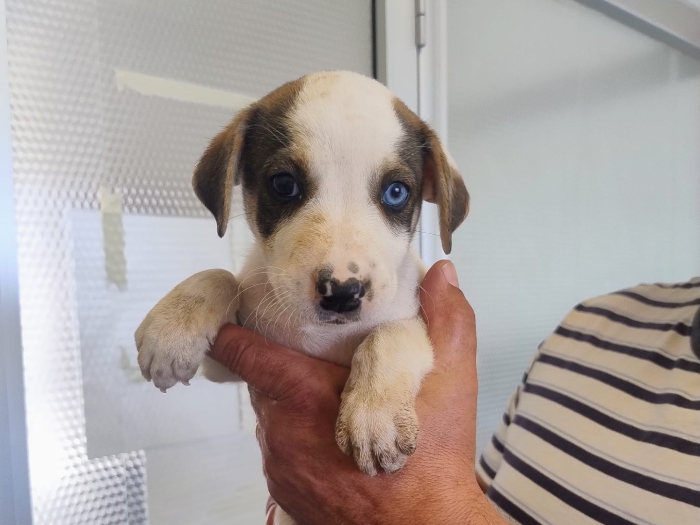 Adozione cane, femmina, Razza sconosciuta Razza sconosciuta, 2 mesi, taglia media, Trapani