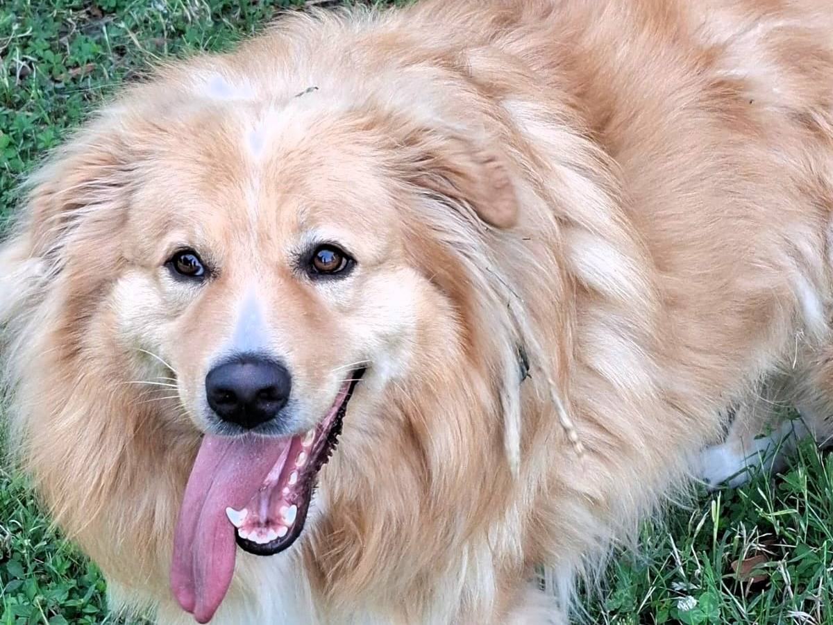 Adozione cane, maschio, Razza sconosciuta Razza sconosciuta, 3 anni e 6 mesi, taglia media, Milano