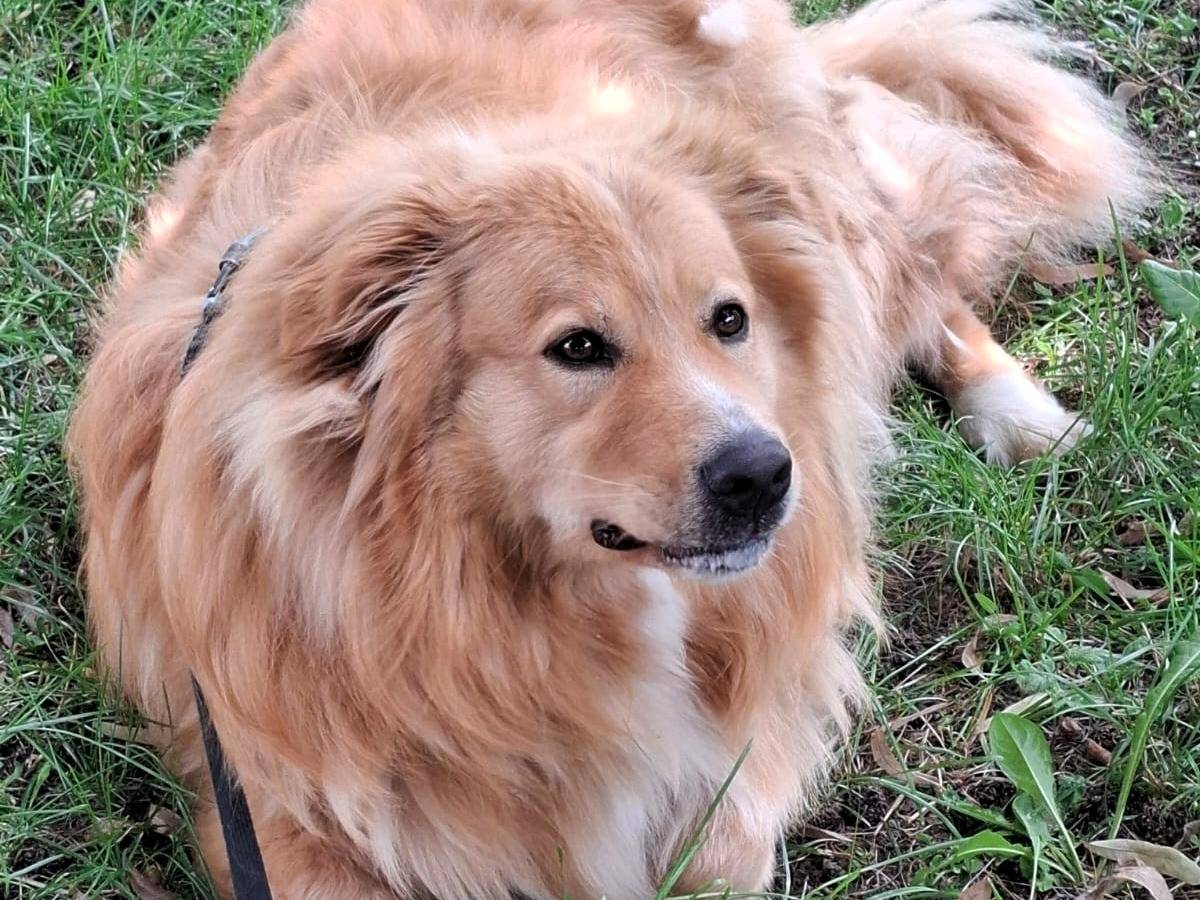 Adotta un cane, maschio, 3 anni e 6 mesi, Milano