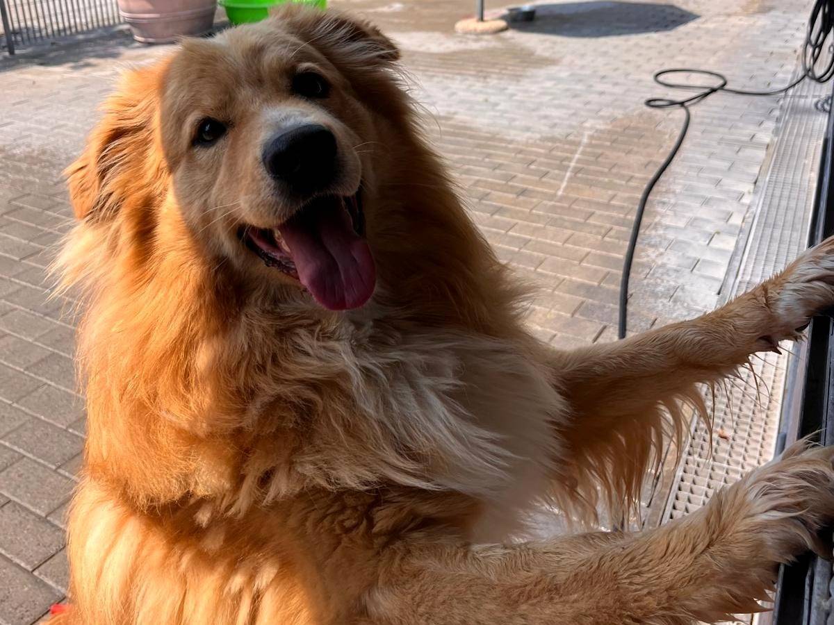 Adotta un cane, taglia media, maschio, Milano