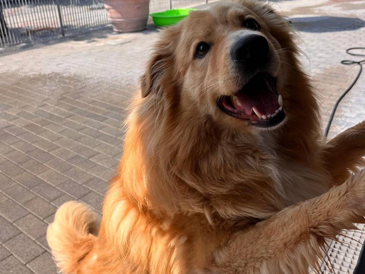 Vuoi adottare un cane a Milano?