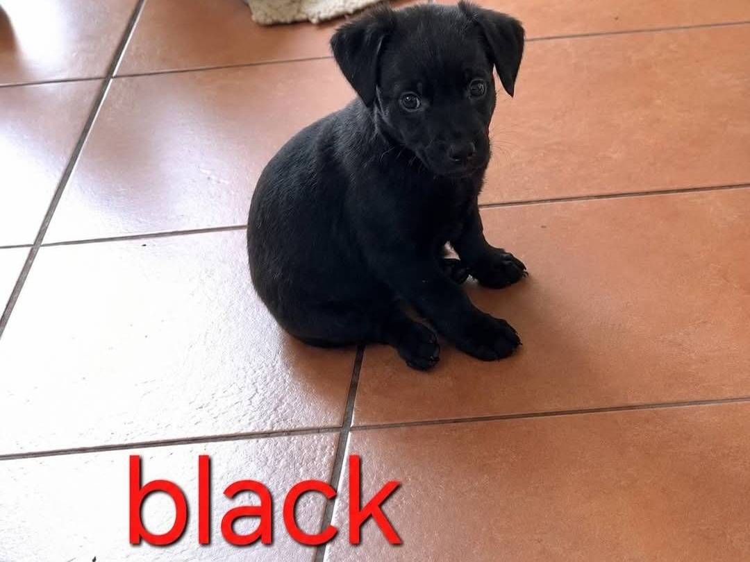 Adozione cane, maschio, Razza sconosciuta Razza sconosciuta, 1 anno e 2 mesi, taglia piccola, Latina
