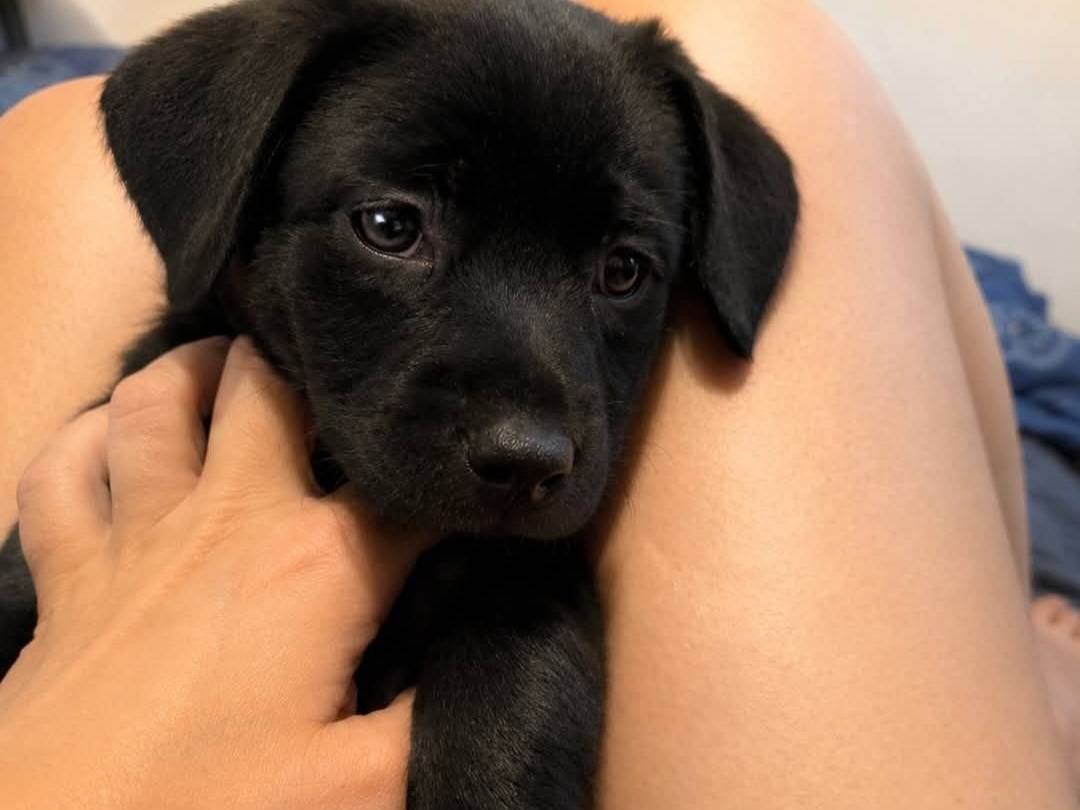 Adotta un cane, maschio, 1 anno e 2 mesi, Latina