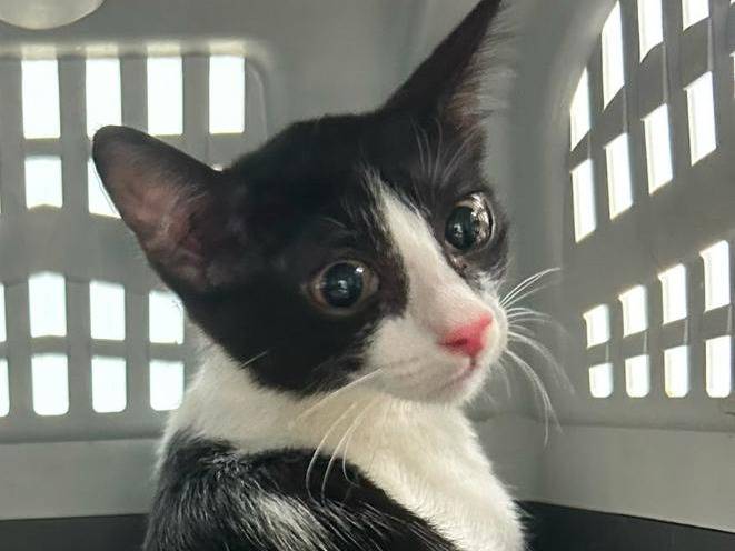 Adozione gatto, femmina, Razza sconosciuta Razza sconosciuta, 4 mesi, taglia non valida, Bari