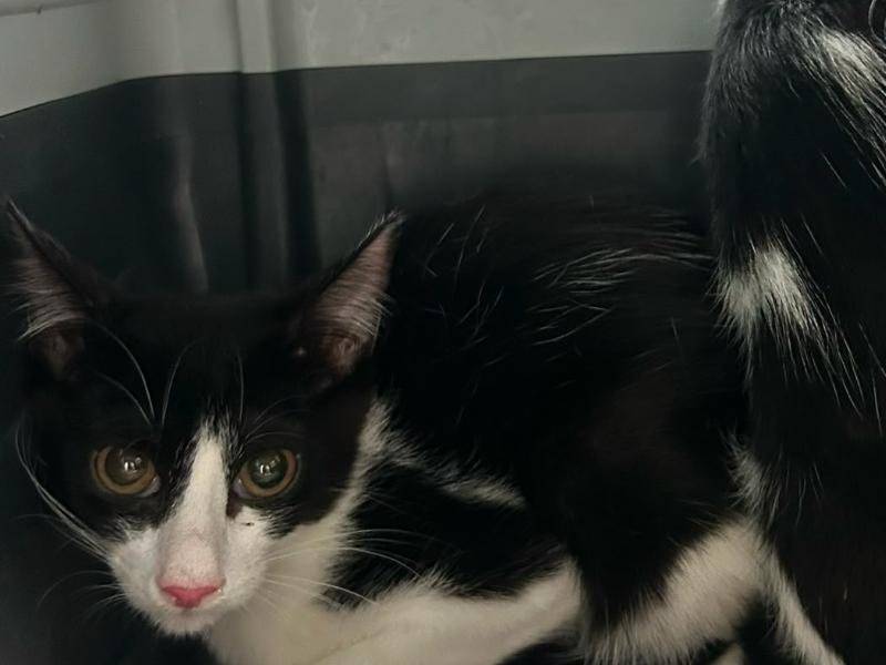 Adozione gatto, femmina, Razza sconosciuta Razza sconosciuta, 4 mesi, taglia non valida, Bari