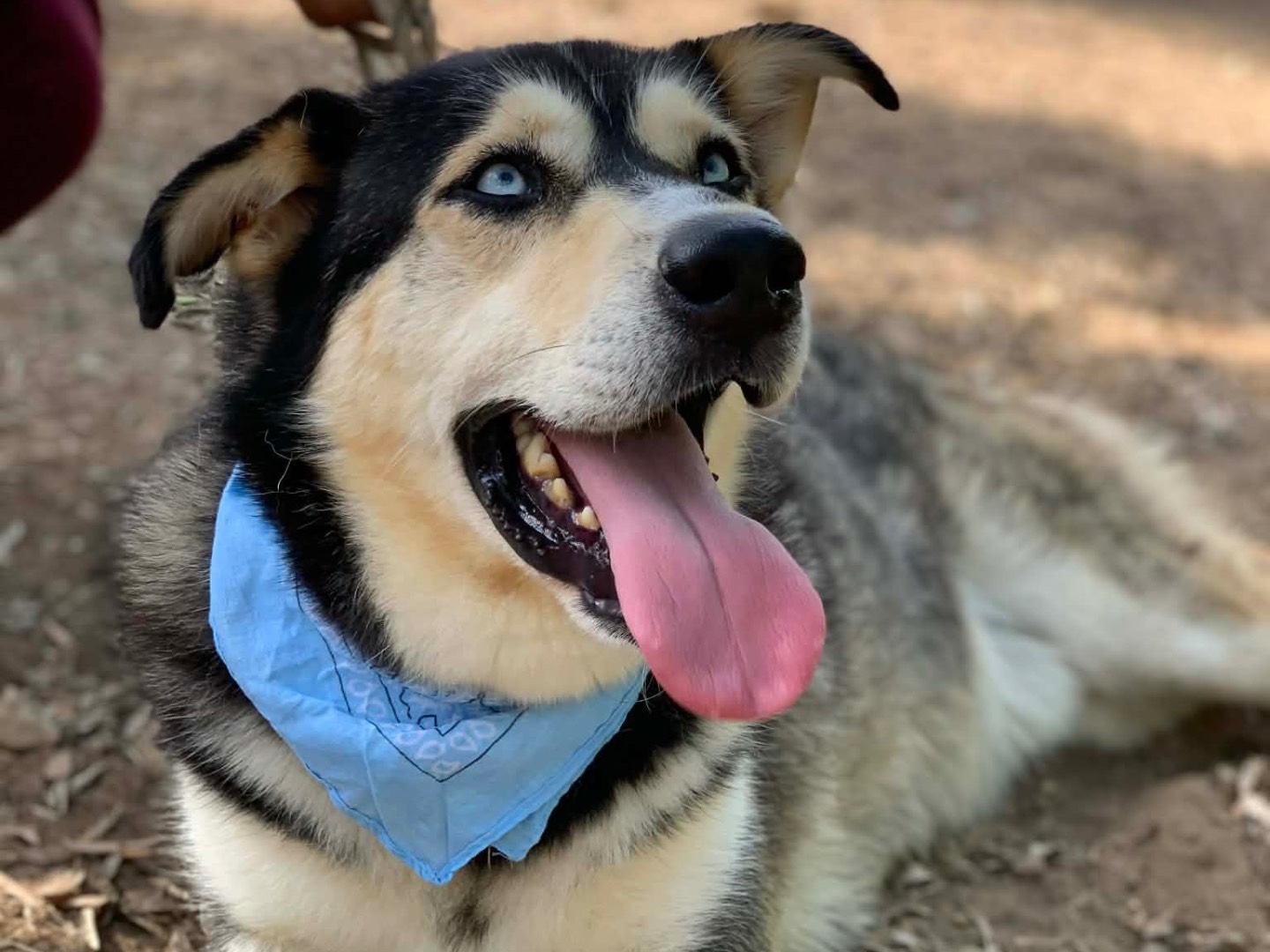 Adotta un cane, maschio, 4 anni e 1 mese, Latina