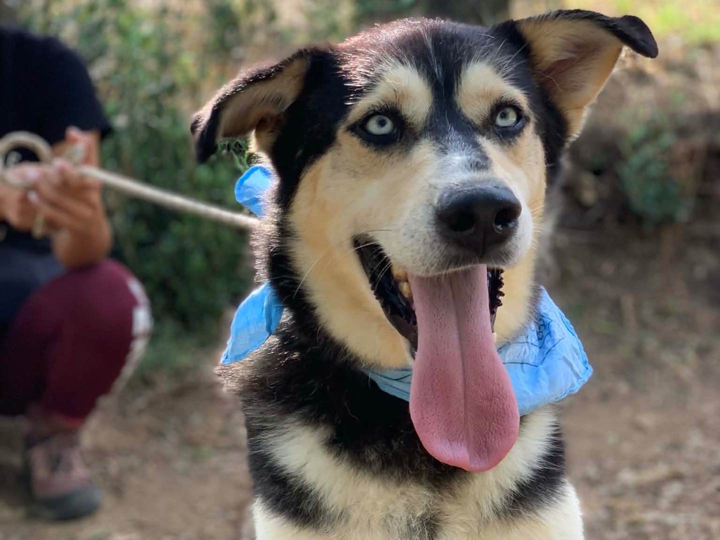 Adotta un cane, taglia media, maschio, Latina