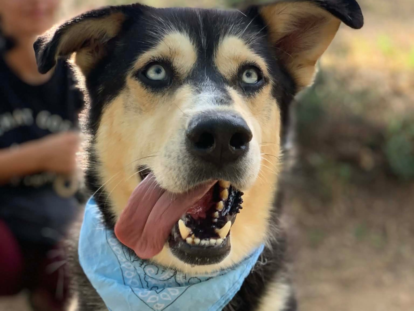 Adotta il cane Ice  a Latina