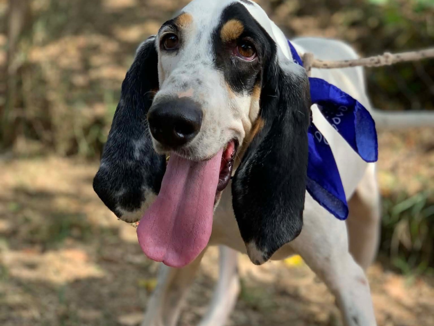 Adotta un cane, maschio, 4 anni e 1 mese, Latina