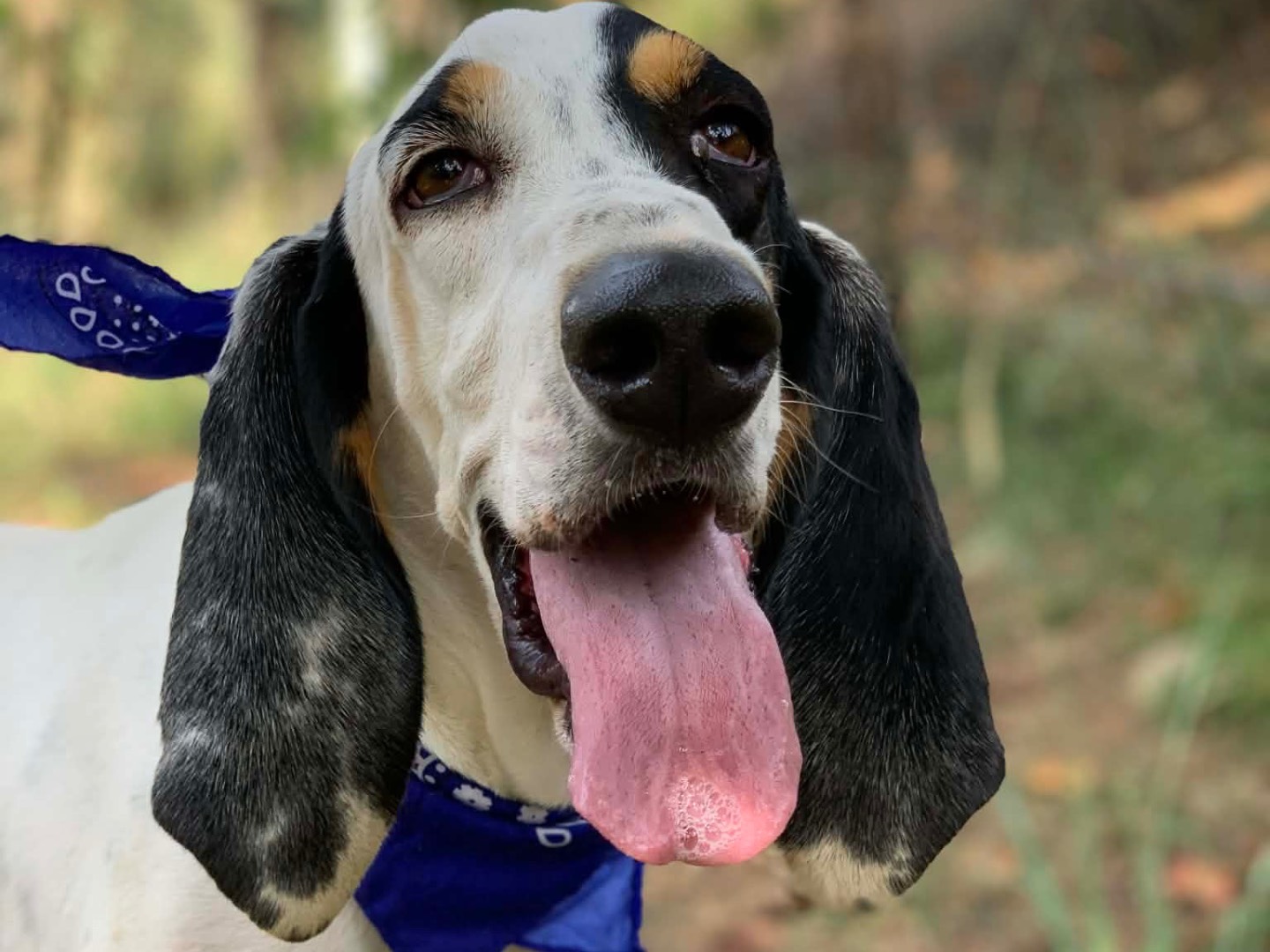 Vuoi adottare un cane a Latina?