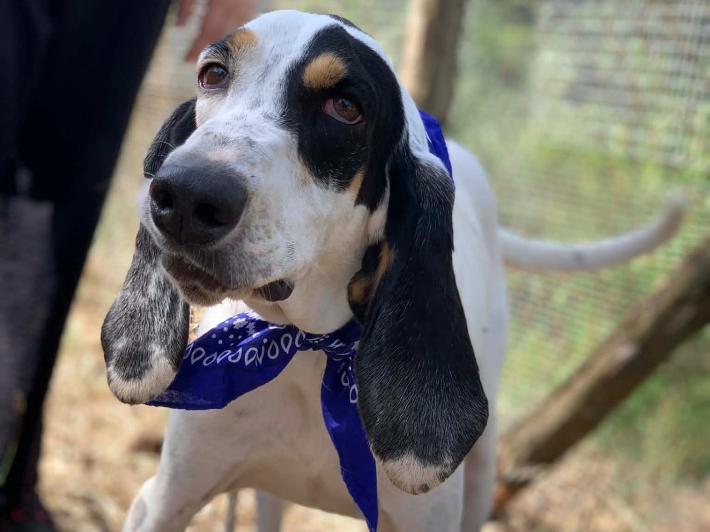 Adotta il cane Vittorio a Latina