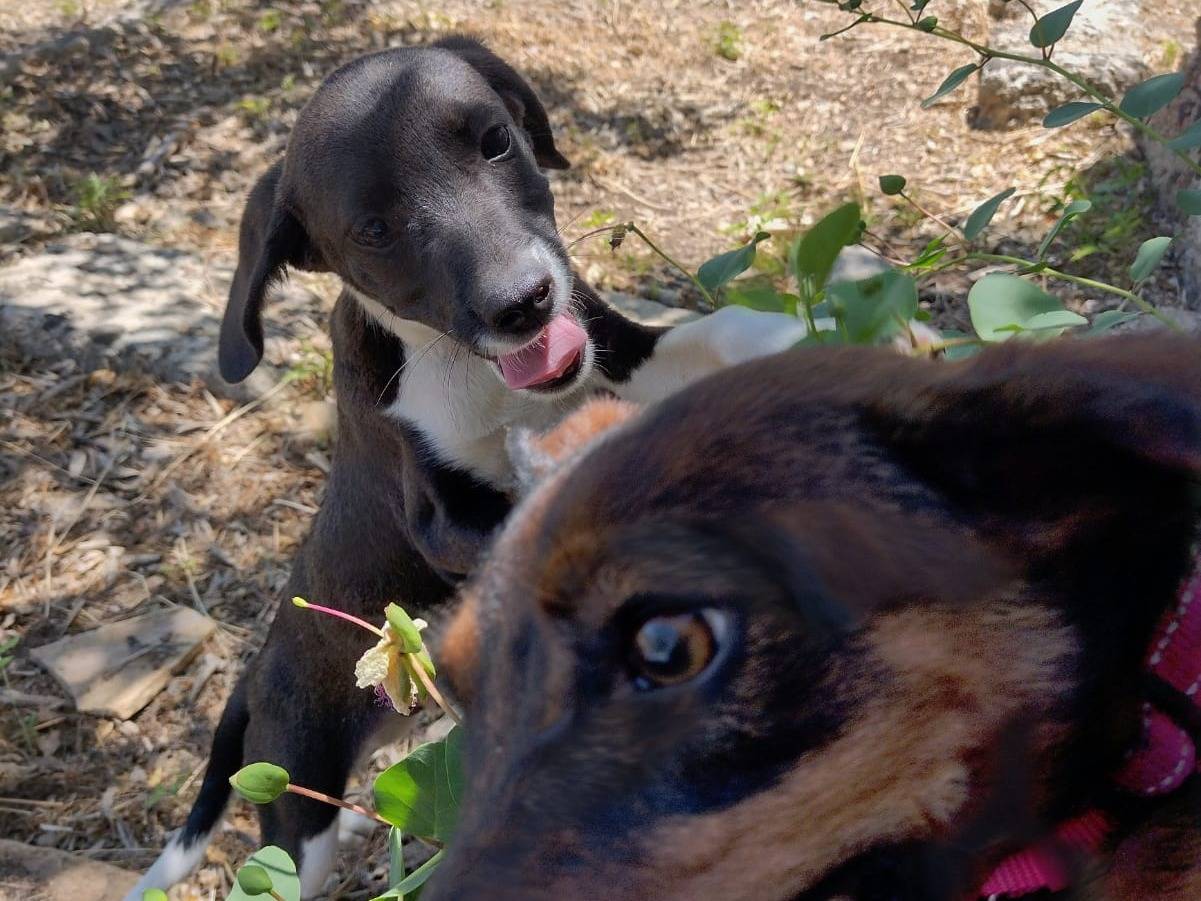 Adotta un cane, maschio, 2 mesi, Catania