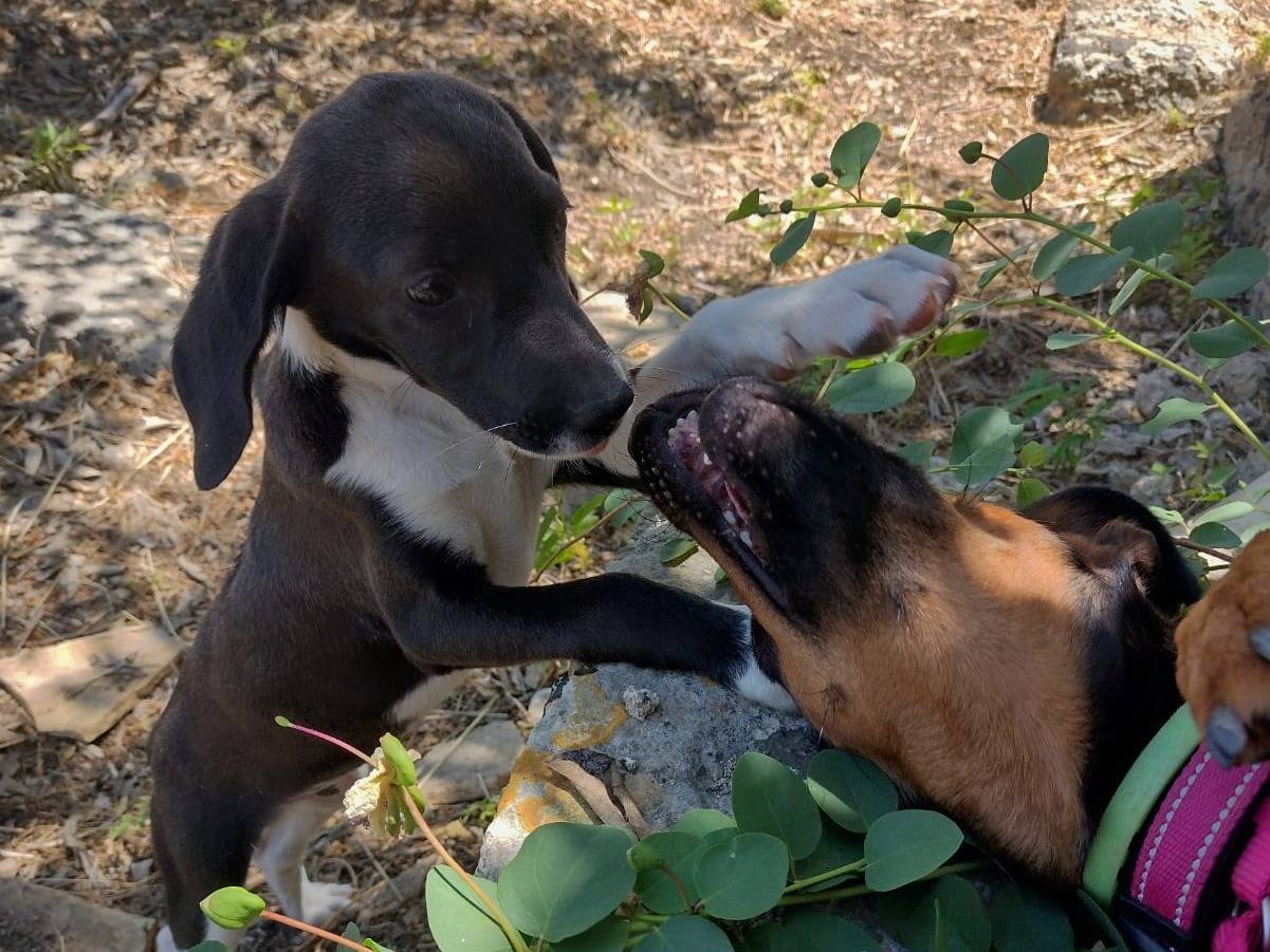Adotta un cane, taglia piccola, maschio, Catania
