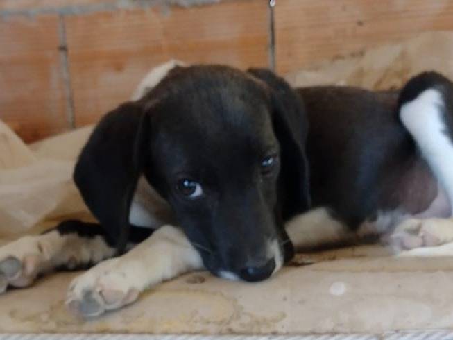 Vuoi adottare un cane a Catania?