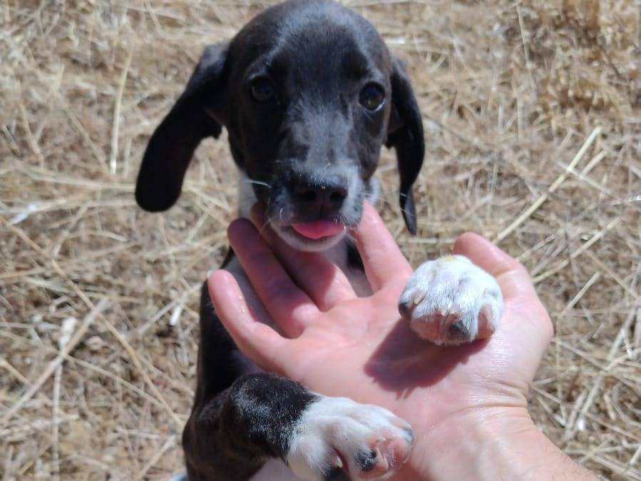 Adotta il cane Timmy a Catania