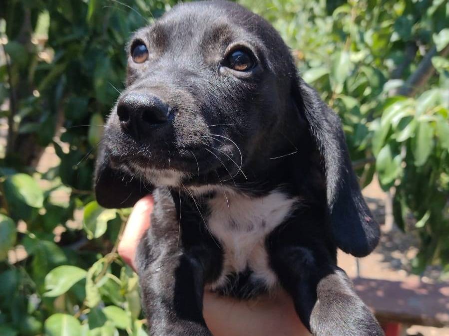 Vuoi adottare un cane a Catania?