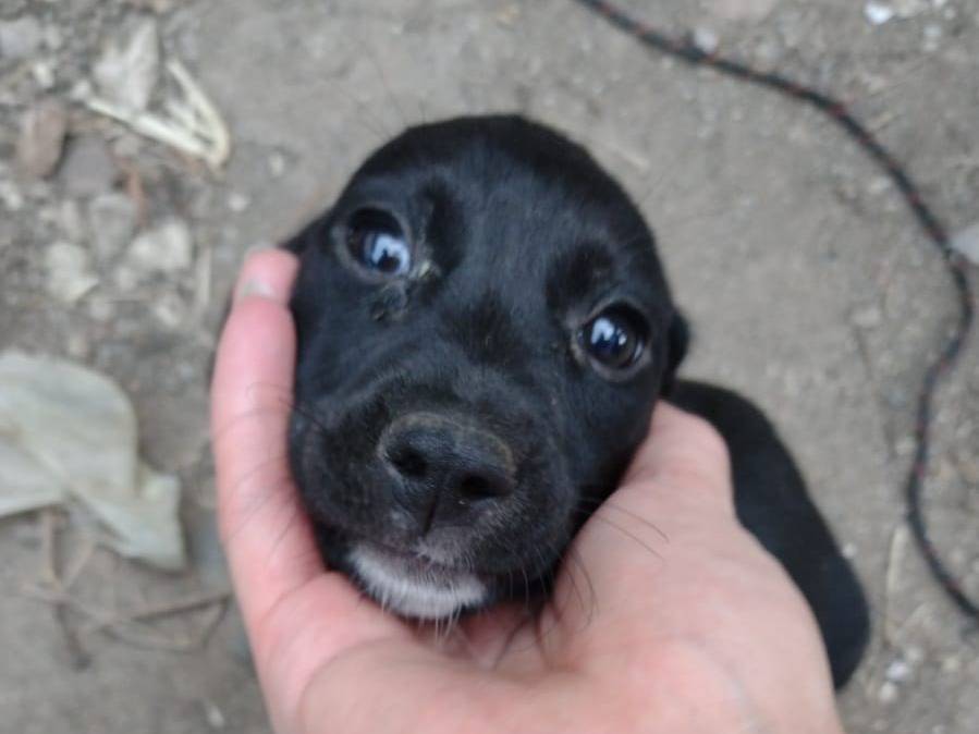 Adotta il cane Ciao a tutti da Teo e Sofì a Catania