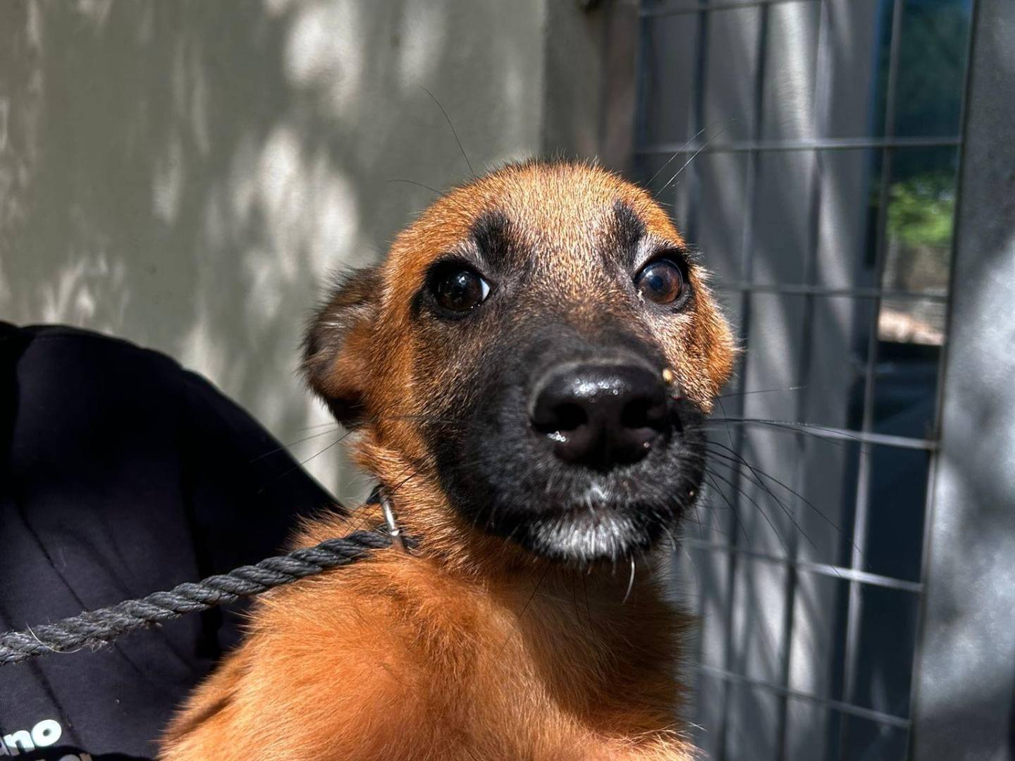 Adozione cane, femmina, Razza sconosciuta Razza sconosciuta, 6 mesi, taglia media, Latina