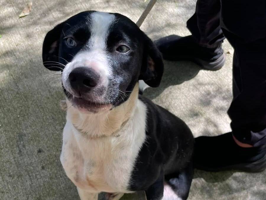 Adozione cane, femmina, Razza sconosciuta Razza sconosciuta, 10 mesi, taglia media, Latina